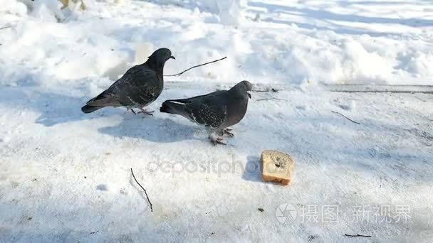 鸽子啄面包视频