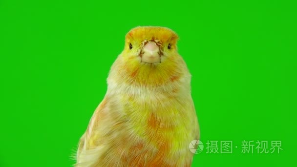 在绿色的金丝雀视频