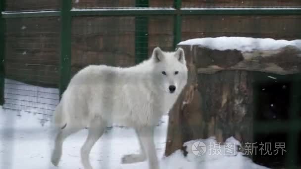 白狼在笼子里的雪上行走和收入视频