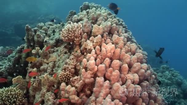 学校的背景在红海水下的珊瑚鱼视频