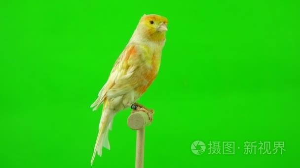 在绿色的金丝雀视频