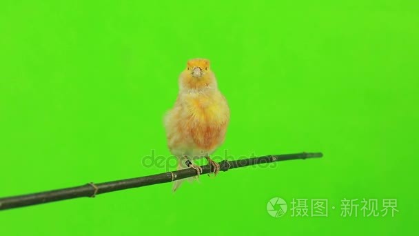 在绿色的金丝雀视频
