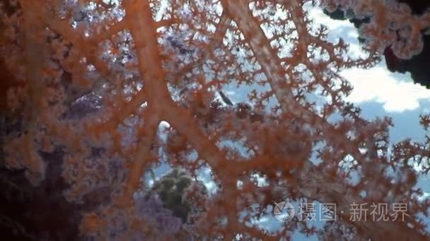 学校的背景水下景观在红海的鱼视频