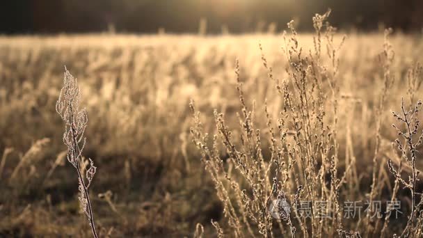 草甸在早晨的景象与焦点的变化视频