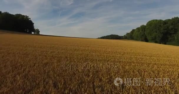 成熟的麦田与树木的湛蓝天空下两侧的鸟瞰图