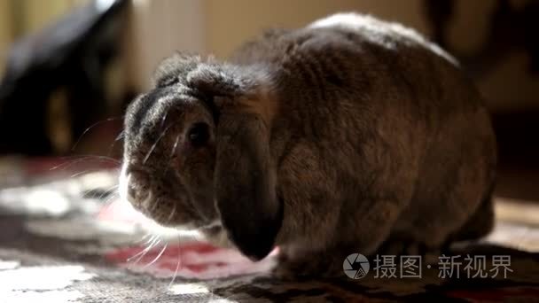 可爱的家居装饰品种兔子吃香蕉室内