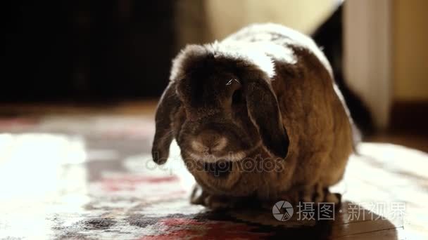 可爱的家居装饰品种兔子吃香蕉室内