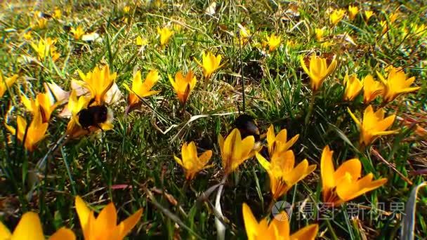 大黄蜂收集蜂蜜上紫色红花视频
