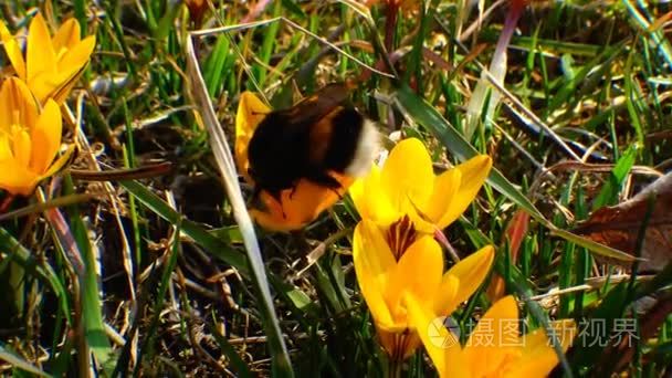 大黄蜂收集蜂蜜上紫色红花视频