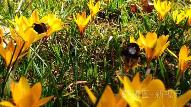 大黄蜂收集蜂蜜上紫色红花视频