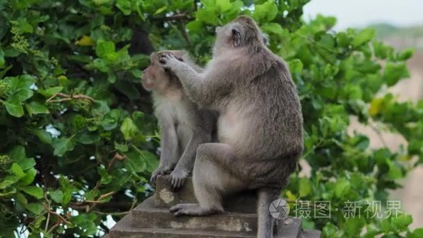 猴子会照顾他的女人视频