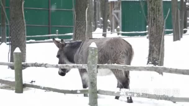 行走在雪地上伤心驴视频