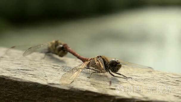 蜻蜓繁殖国家保护区视频