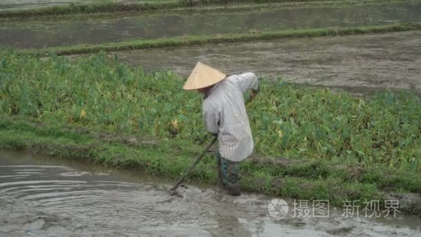 准备领域种植水稻视频