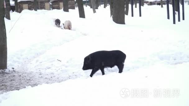 黑猪在雪地上奔跑视频