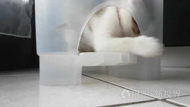 猫小狗玩一个塑料容器内视频