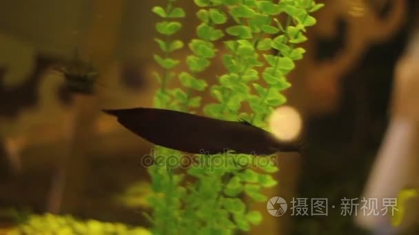 浅滩小熊鲶鱼。美丽的水族馆，有两条黑色的鱼