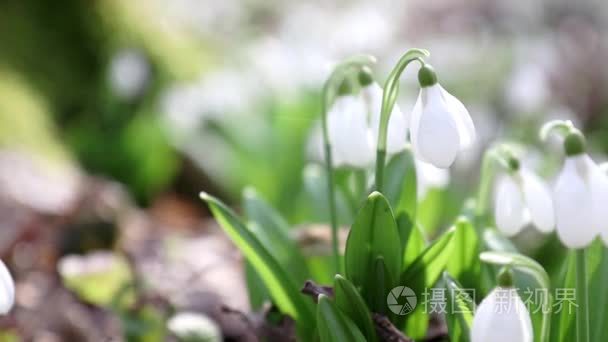 白色盛开的雪莲花折叠视频