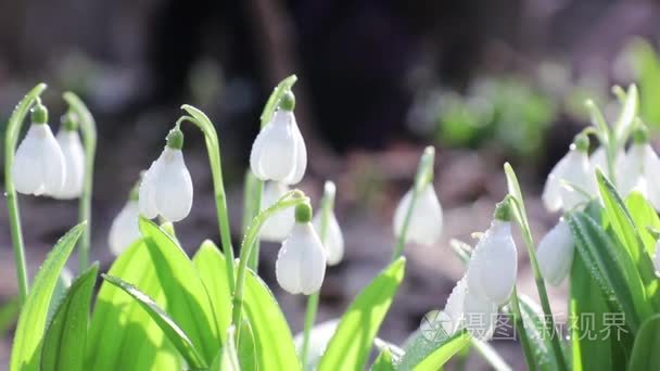 白色盛开的雪莲花折叠视频
