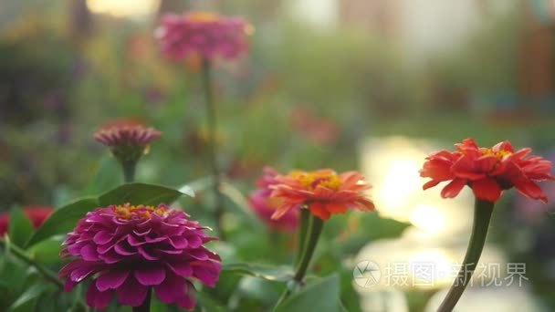 夏天花园里阳光与镜头的慢动作的美丽七彩花朵光晕效果。1920 x 1080