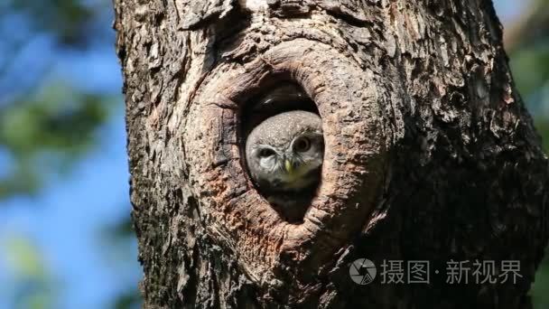 斑点的枭雅典娜男扮鸟在树空心视频