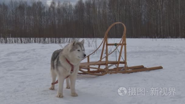 狗拉雪橇雪橇视频