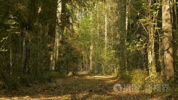 在森林里的走道。秋的白天。开枪的光滑宽多莉