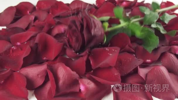 红玫瑰与水珠落到花瓣慢动作素材视频背景