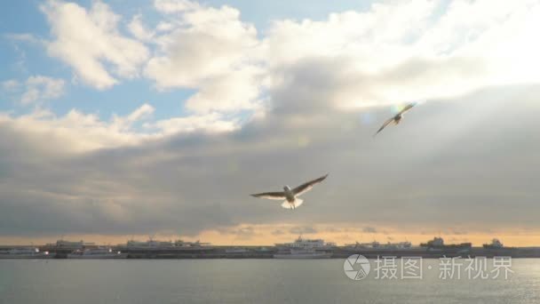 对天空与云彩的海鸥飞翔