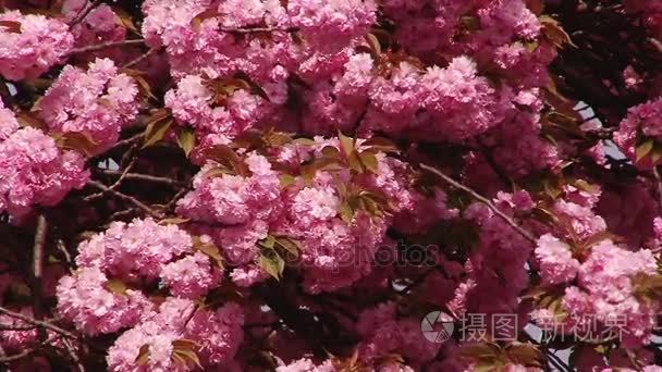 日本的樱花开花的树视频