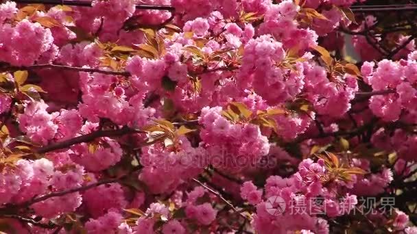 日本的樱花开花的树视频