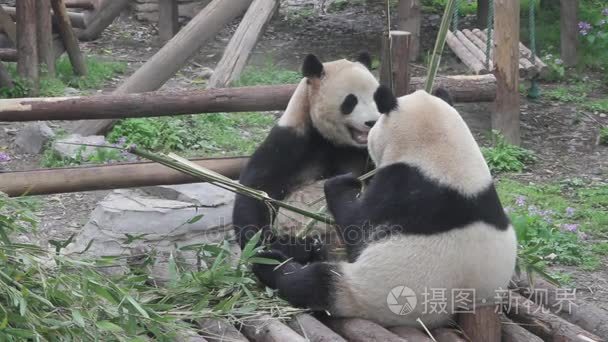 熊猫吃竹子视频