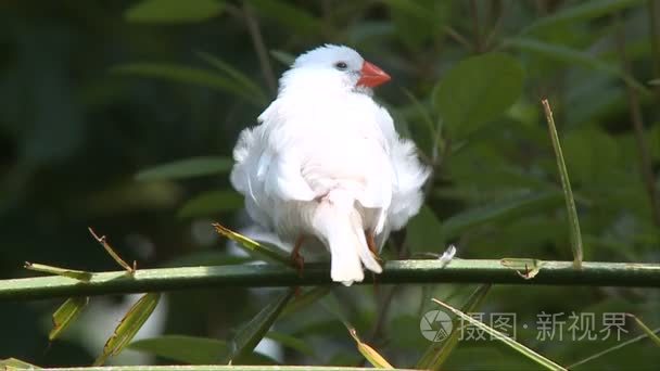 鸟飞从分支