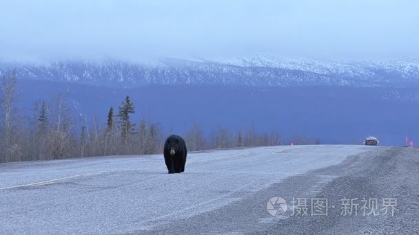 黑熊公路作为卡车即将来临视频