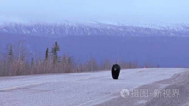 黑熊在育空地区公路上行走