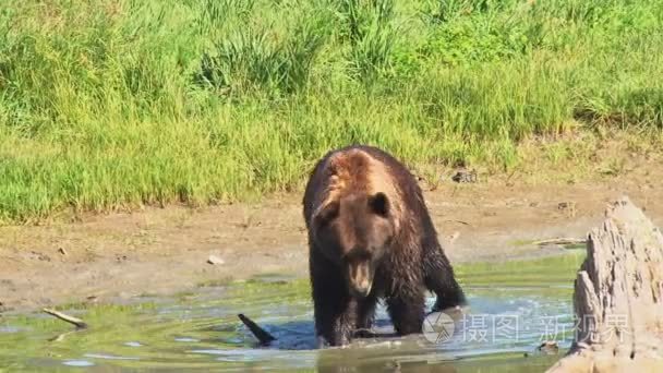 棕色的熊在水中行走