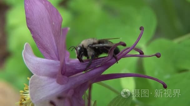 大黄蜂上紫色的小花视频