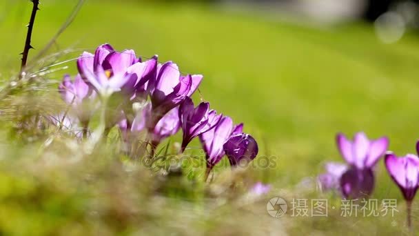 春天的花朵雪花莲番红花视频