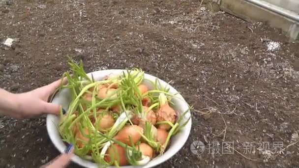 女人在温室种植洋葱