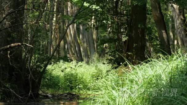 森林溪流和植物视频