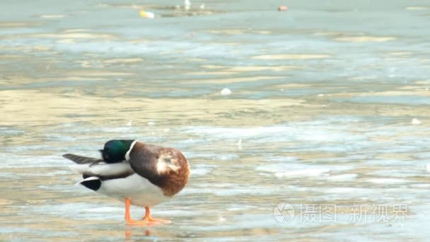 春天濒临骄傲德雷克视频