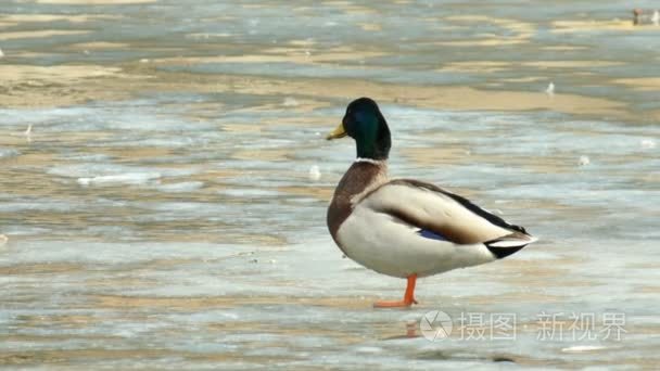 春天濒临骄傲德雷克视频