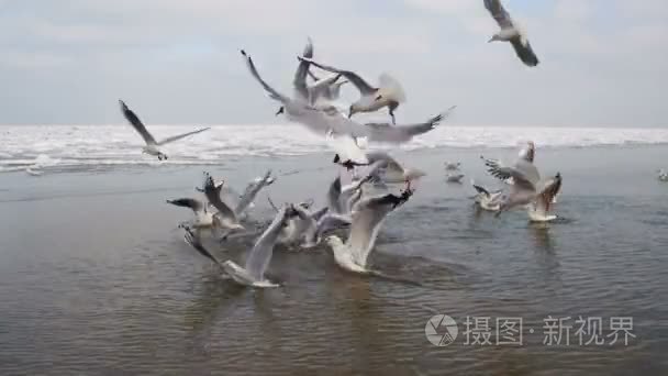 海鸥俯冲入水中觅食视频