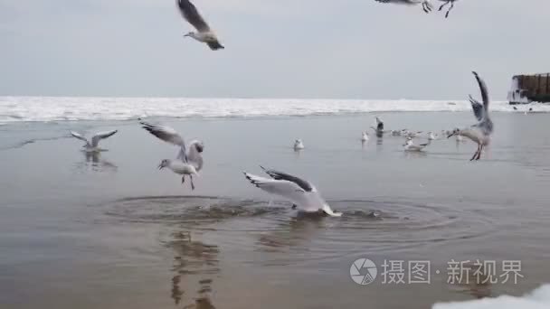 海鸥俯冲入水中觅食视频