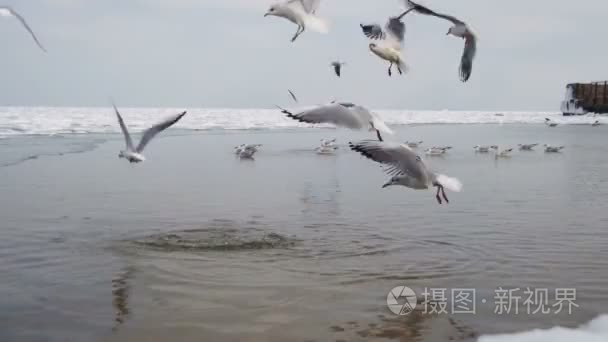 海鸥俯冲入水中觅食视频