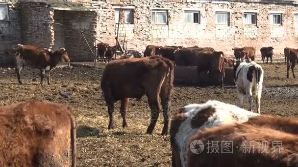 一群奶牛走在大自然视频