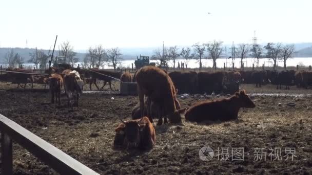 一群奶牛走在大自然视频