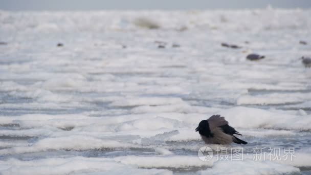 乌鸦坐在冰冻冰雪覆盖的大海视频