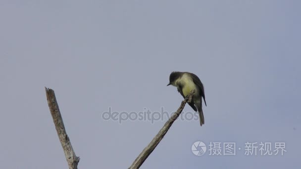 东部的菲比鸟栖息在一棵树上视频