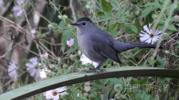 灰色猫声鸟栖息在树枝上视频